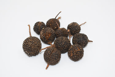 Mutamba Pods Natural Terrarium Vivarium Isopod Botanical Decor